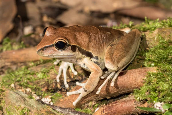 Stony Creek Frog Resting Rainforest Floor — Stockfoto