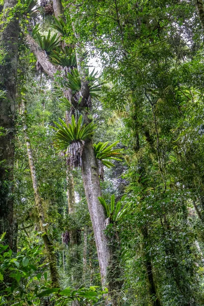 在热带雨林树干上生长的鸟巢蕨类 — 图库照片