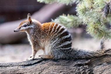 Close up of an Australian Numbat