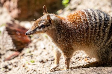 Close up of an Australian Numbat 