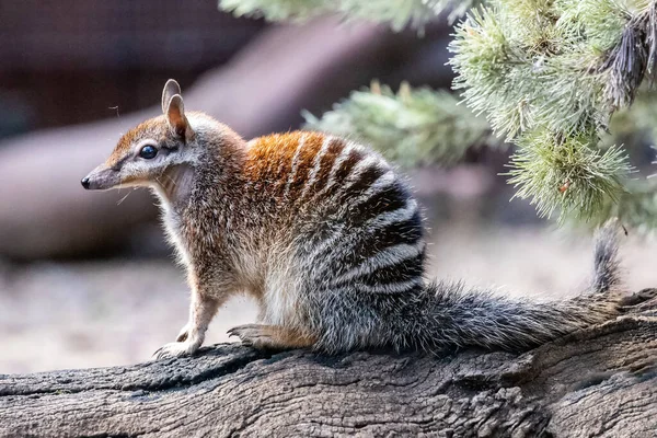 Avustralya Numbat 'ına yakın çekim
