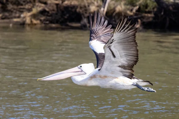 Australian Pelican Flight Water — Foto Stock