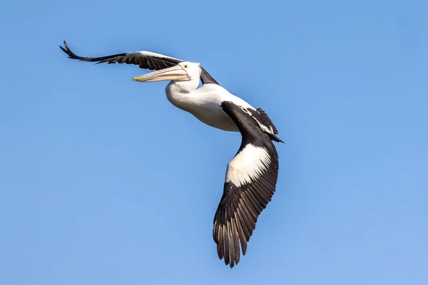 Australian Pelican Flight Blue Sky — Stockfoto