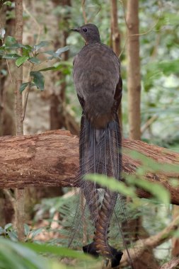 Muhteşem Lyrebird, Doğu Avustralya yağmur ormanlarında bir kütüğe tünedi.
