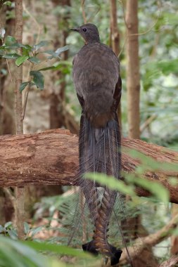 Superb Lyrebird perched on log in Eastern Australian rainforest clipart