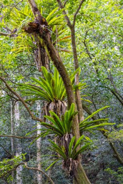Güneydoğu Avustralya yağmur ormanlarında kuş yuvaları büyüyor.