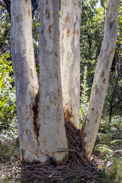 Trunks Australian Scribbly Gum Tree — Stockfoto
