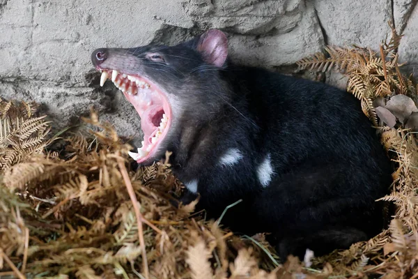 Tasmanian Devil Captive Environment — Fotografia de Stock