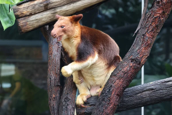 Captive Male Goodfellows Tree Kangaroo — Stock Fotó