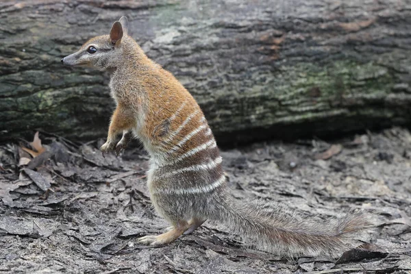 Australische Numbat Staat Achterpoten — Stockfoto