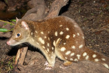 Close uo of Australian Spotted-tail Quoll 