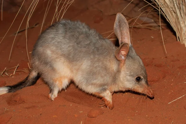 Kırmızı Toprakta Daha Büyük Bilby — Stok fotoğraf