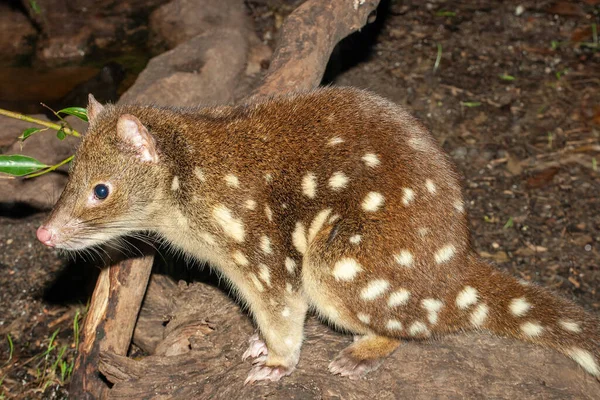 Close Australian Spotted Tail Quoll — Stockfoto