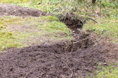 Common Wombat diggings and hole