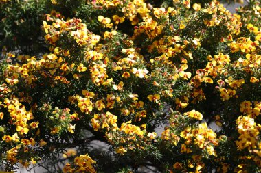 Eggs and Bacon or Small Leaf Parrot Pea