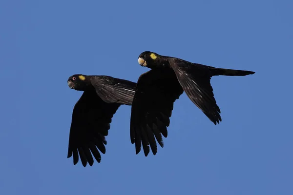 Yellow Tailed Black Cockcaoo Flight — Stockfoto