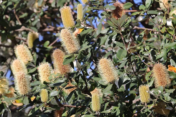 Australian Coast Banksia Tree Flower — Stockfoto
