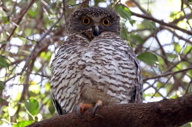 Close up portriat of a Powerful Owl