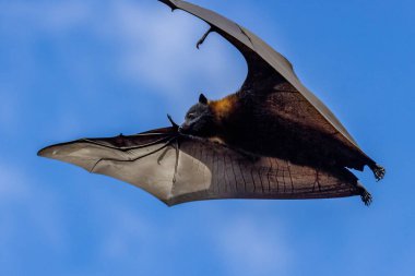 Gri Saçlı Uçan Tilki