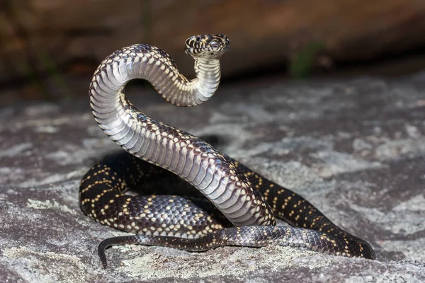 Endangered Australian Broad Headed Snake Defensive Stance — Photo