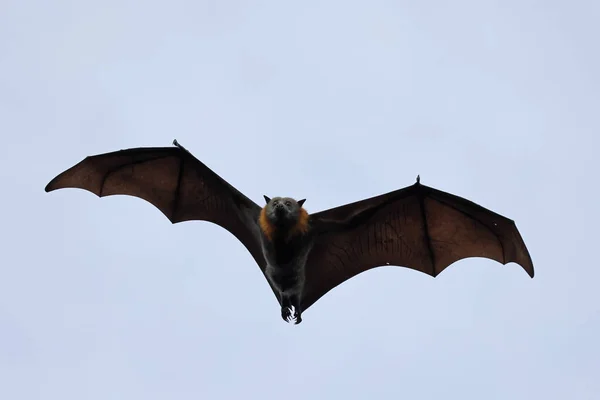 Летючі Лисиці Австралійської Сірої Голови — стокове фото