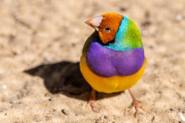 Close up of captive Gouldian Finch