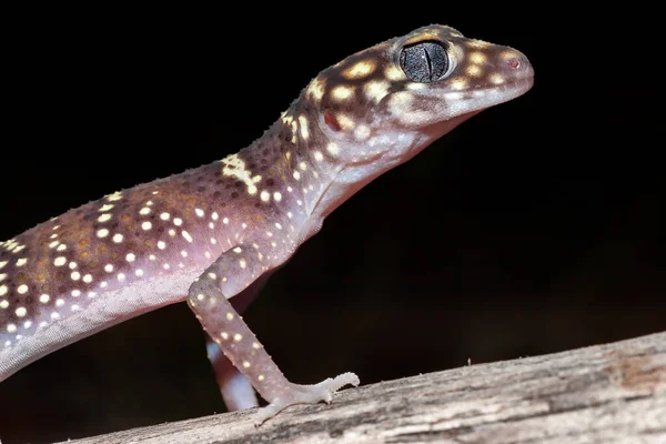 Close Australian Thick Tailed Gecko — Zdjęcie stockowe