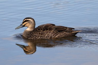 Australian Pacific Black Duck with reflection on pond