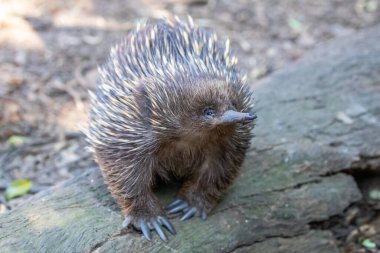 Australian Short-beaked Echidna with nose in air