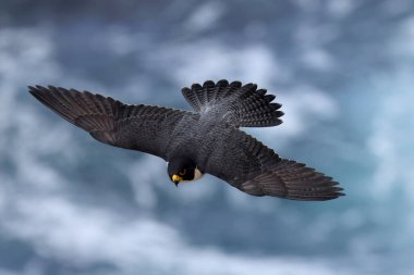 Avustralyalı Peregrine Falcon uçuyor