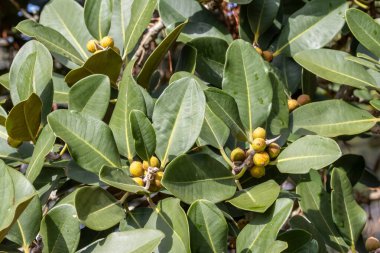 Port Jackson fig tree leaves and fruit