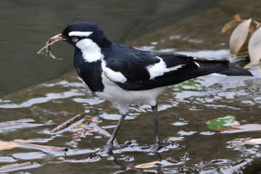 Pee Wee or Magpie Lark collecting nesting material