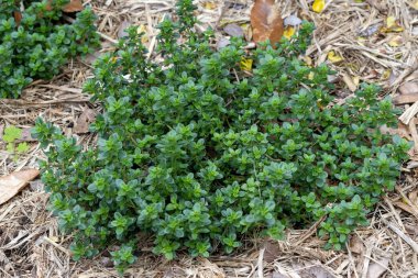 Thyme Herb growing in garden