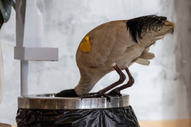 Australian White Ibis scavenging in garbage bin
