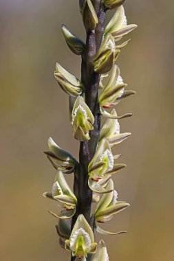 Tall Leek Orchid in flower