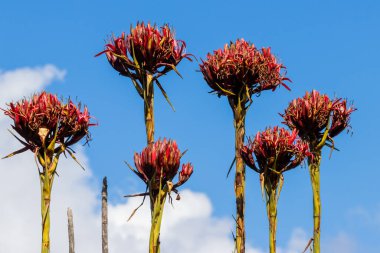 Avustralya Gymea Lily çiçekleri