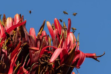 Bal arısı bir Gymea Lily 'nin etrafında dolanıyor.