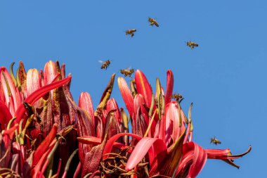 Bal arısı bir Gymea Lily çiçeğinin üzerinde geziniyor.