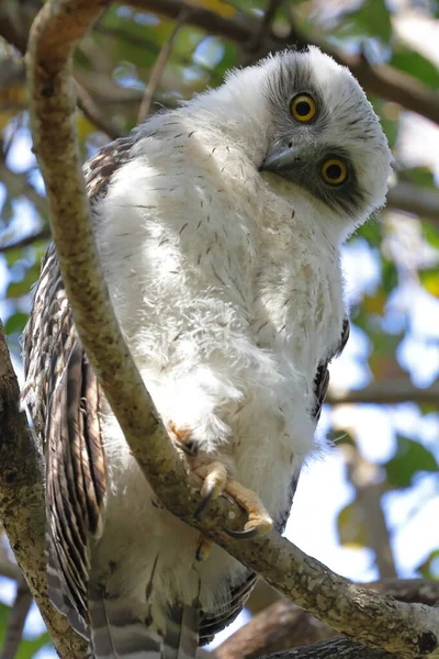 Chouette Juvénile Puissante Perchée Dans Arbre — Photo