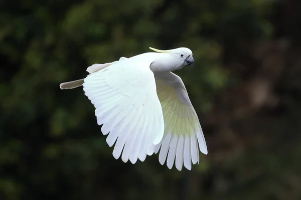 Cockatoo Crête Soufre Vol — Photo