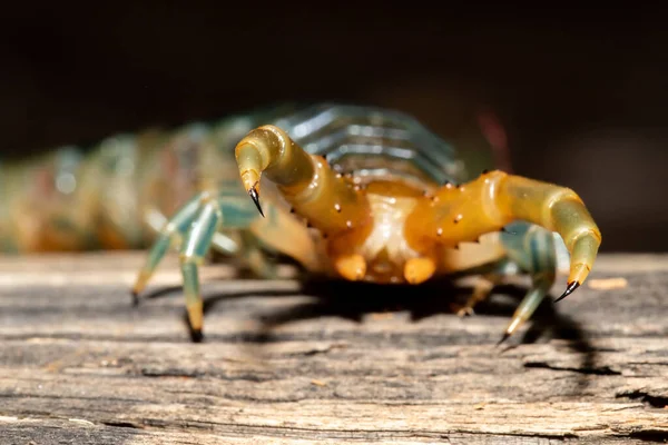 Garras Venenosas Uma Centopeia Australiana — Fotografia de Stock