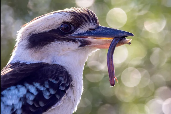 Lachender Kookaburra Ernährt Sich Von Dreizehenskink — Stockfoto