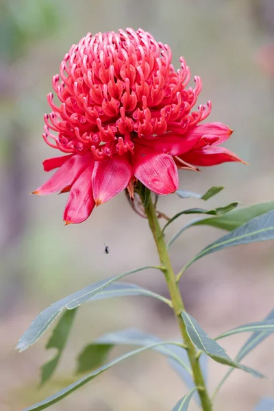 Nouvelle Galles Sud Waratah Fleur — Photo