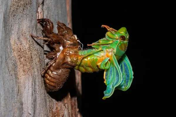 Australian Green Grocer Cicada Emergindo Noite Como Adulto Estágio Ninfa — Fotografia de Stock