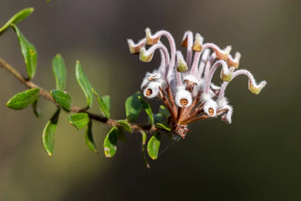 Grijze Spinnenbloem Grevillea Buxifolia — Stockfoto