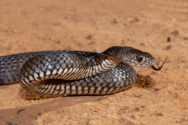 Doğu Kahverengi Yılan saldırı pozisyonunda.