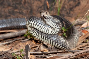 Doğu Kahverengi Yılan saldırı pozisyonunda.