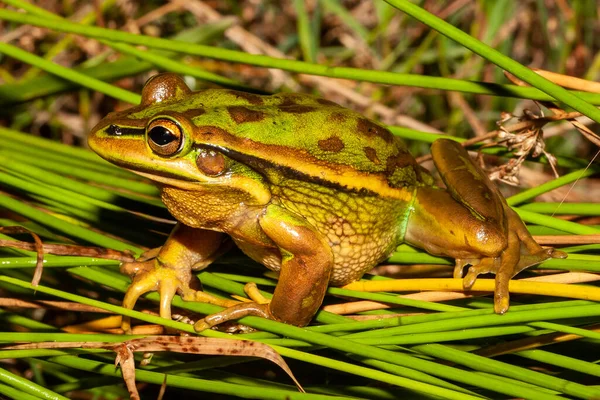 Rana Campanilla Verde Dorada Australiana Peligro Extinción Litoria Aurea — Foto de Stock