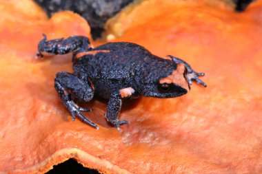 Kırmızı Taçlı Toadlet, Kırmızı Mantarlı Pseudophryne australis