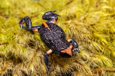 Kırmızı taçlandırılmış Toadlet, yosunlu Psödophryne australis